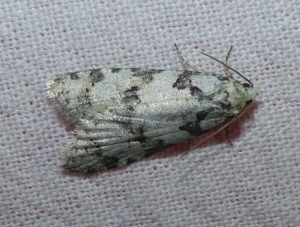Eana sp.